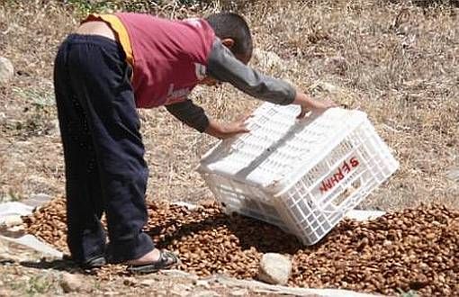 İSİG: 2015’te En Az 63 Çocuk İşçi Öldü