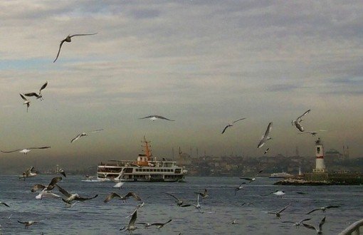 "Marmara Denizi Acilen Doğa Koruma Alanı İlan Edilmeli"