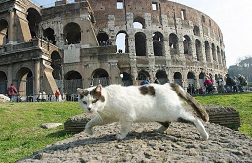 Mayor Candidate Pledges 500,000 Cats to Rome