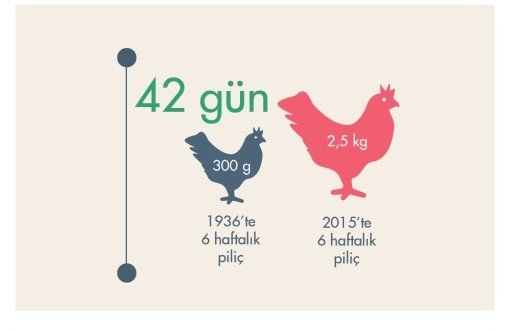 Güneş Görmeyen Tavuklar Nasıl 2,5 Kilo Oldu?