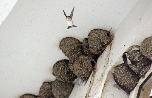 Swallow Nests Have Building Demolition Postponed