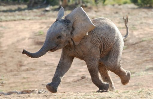 Afrika Fillerini Korumak İstiyor, Avrupa ise Fildişi Peşinde