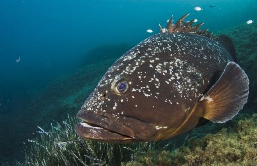 Grouper Fishing to be Outlawed Starting September 1