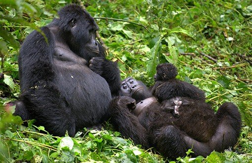 Doğu Gorilleri Tükenmek Üzere