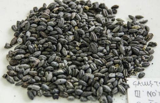 2,800 Year-Old Wheat, Sesame Seeds Found In Archeological Dig