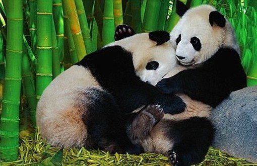 Pandaların Cinsel İsteksizliklerinin Nedenleri 