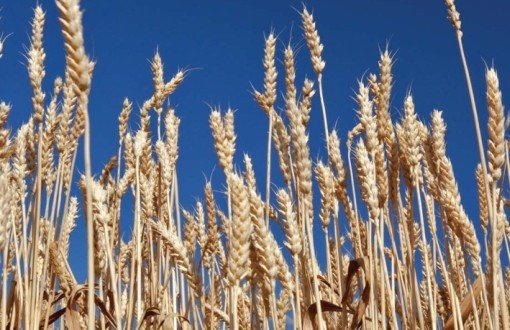 Türkiye'nin Buğday Çeşitliliği Tehlike Altında
