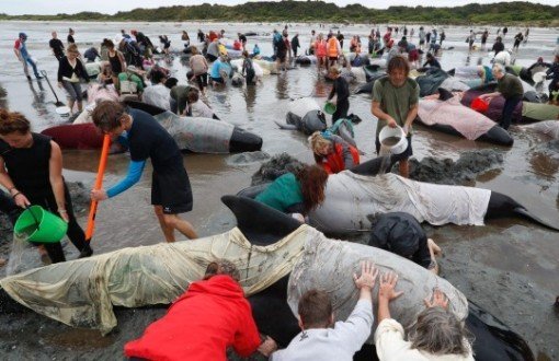 Li Zelendaya nû 300 balîna mirine