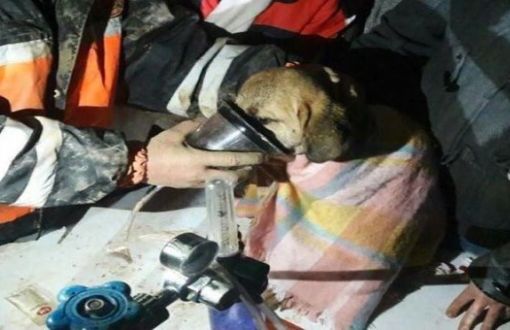Beykoz'da Kuyuya Düşen Yavru Köpek Kurtarıldı