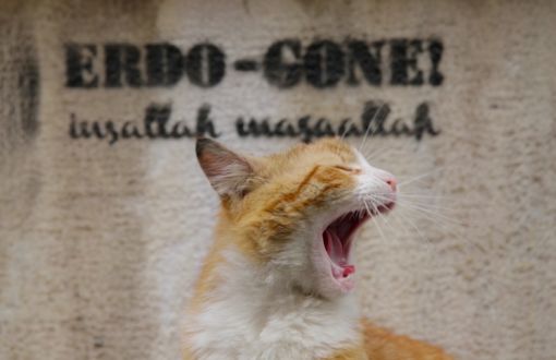 İstanbul Büyükşehir Belediyesi Kedi Fotoğrafı Nedeniyle Dergi Kapattı
