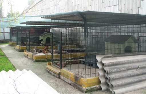 Yalova Municipality Fined 15,000 Euros for Torturing Animals