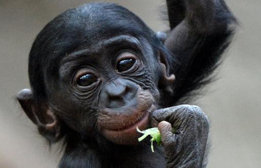 İnsanın Kas Anatomisi Bonoboya Daha Çok Benziyor