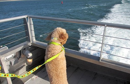 Cage for Dogs Enforcement at City Line Ferries Ends