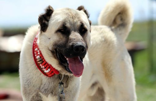 Riot Squad Forces to Use Kangal Dogs as They Are ‘National’