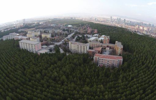 Trees Cut for Construction of Road Through Forest in Middle East Technical University Campus Area
