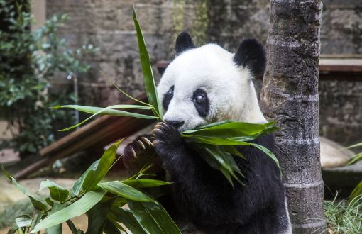 En Yaşlı Panda Basi 37 Yaşında Hayatını Kaybetti