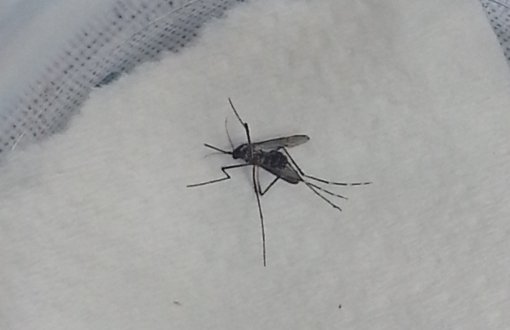 Heybeliada'da Ortaya Çıkan Şüpheli Sivrisineğin Peşinde