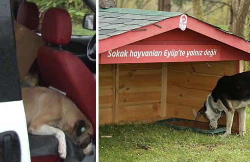 Eyüp Belediyesi'nin Küpeli Köpekleri Toplaması Meclis'e Taşındı