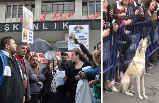 Animal Rights Defenders Stage Demonstration in Front of Eyüp Municipality