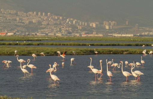 "Gediz Deltası UNESCO Dünya Doğa Mirası İlan Edilsin" Çağrısı