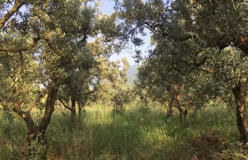 Gemlik District to be Moved to Olive Grove Area Due to Statutory Decree