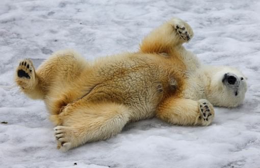 Happy Polar Bears’ Day