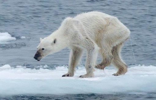 Kutup Ayıları Yaşam Mücadelesini Kaybediyor