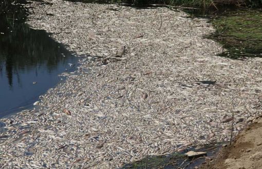 Menderes Nehrinde Ölen Balıklar ve Obezite Sorunu