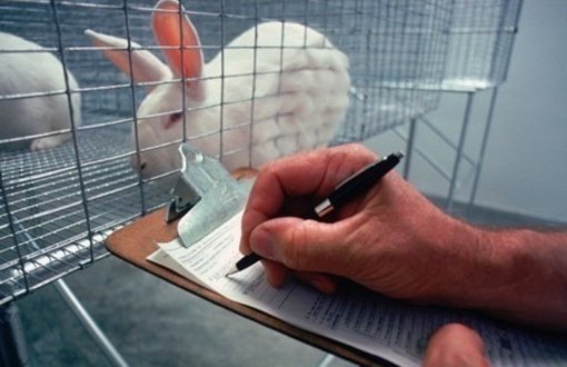 Hayvan Deneyleri Merkezi Etik Kurulu'na Hayvan Hakları Örgütleri Kabul Edilmedi