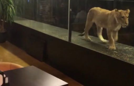 Reaction Against Cafe That ‘Exhibits’ Lion in Cage