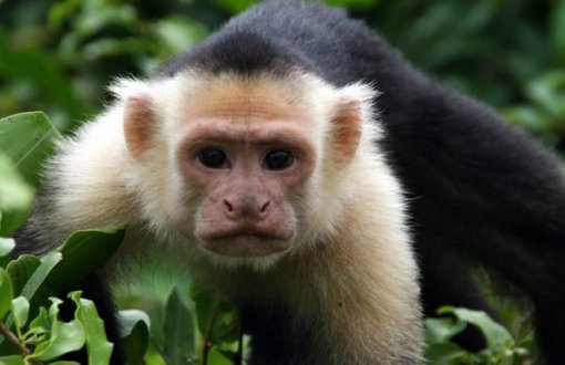 Panama’daki Kapuçin Maymunları Taş Devrine Girdi