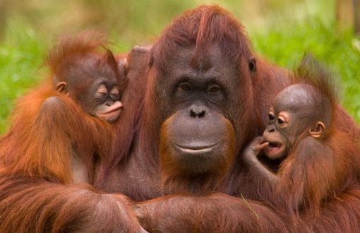 Dünya Orangutanlar Günü Kutlu Olsun