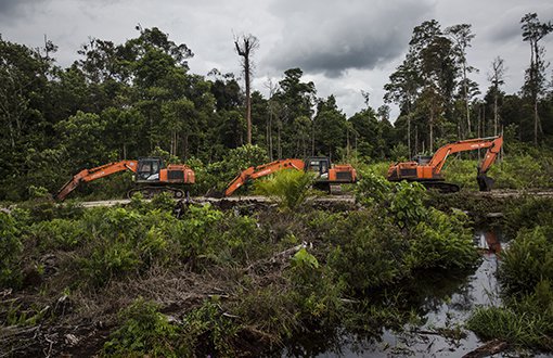 Palm Yağı İçin İstanbul Büyüklüğünde Yağmur Ormanı Yok Edildi
