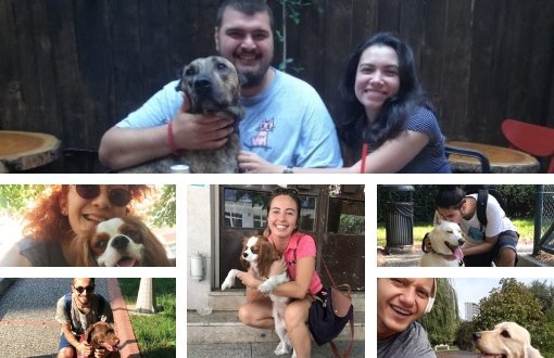 DogGo Köpekleri Gezdiriyor, Sokak Köpeklerine Yardım Ediyor