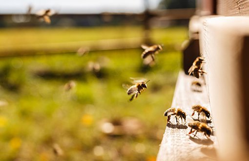 Greenpeace'ten Arılar Hakkında 10 Bilgi
