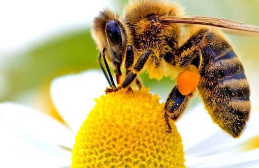 Greenpeace: 150 Thousand People Took Action, Bees Saved