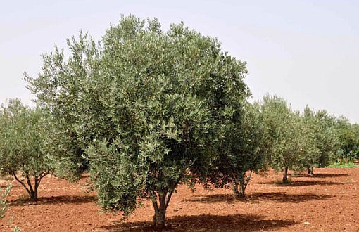 'Turkey Sells Afrin's Olives to EU'