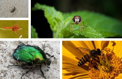 Böcek Popülasyonu Önümüzdeki 100 Yılda Tamamen Tükenebilir 
