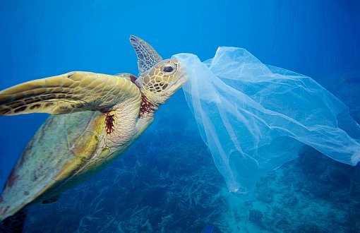 WWF'den Kampanya: #PlastikKirliliğineHayır