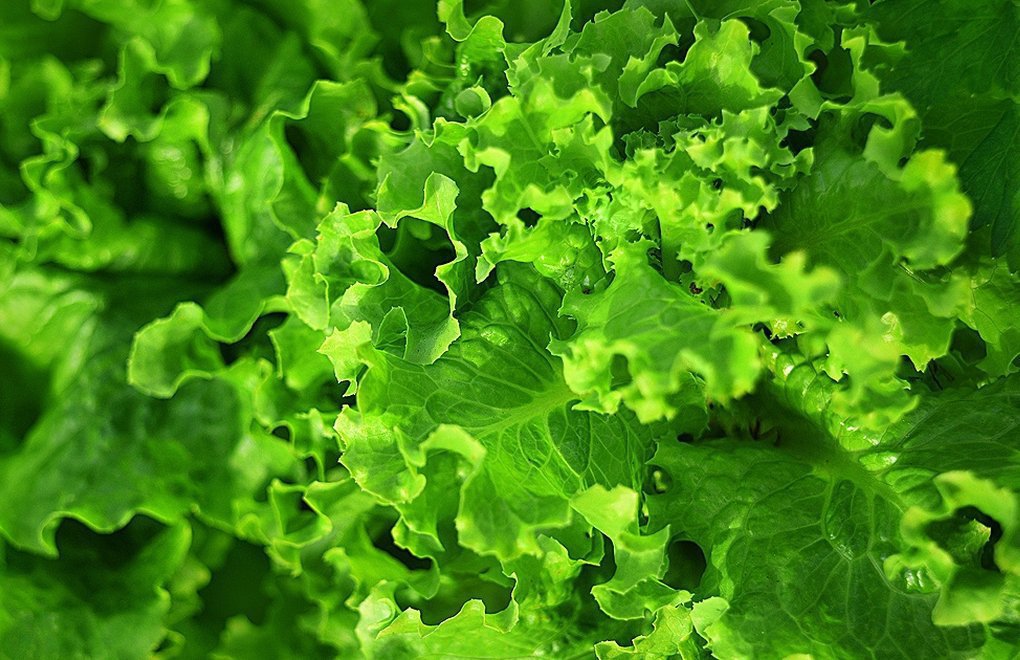 Inflation Rate for February 19.67 Percent, Price of Lettuce Increases a Record 35.19 Percent