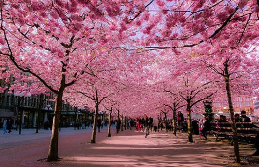 Japonlar’da “Yeni Doğuş” Anlamına Gelen Sakura Twitter'da Açtı