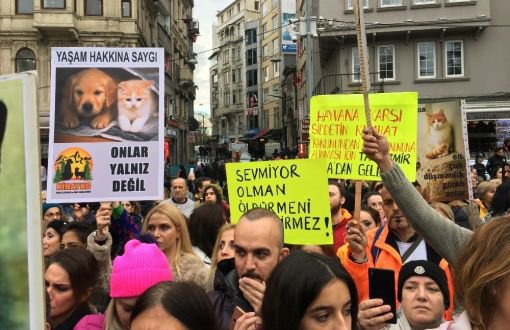  Ankara’da Köpek Katliamı: “Katliama Dur Demenin Tek Yolu Yasa”