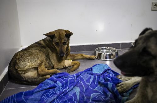 3 Köpek Katli Şüphelisinin Serbest Bırakılmasına İtiraz Reddedildi