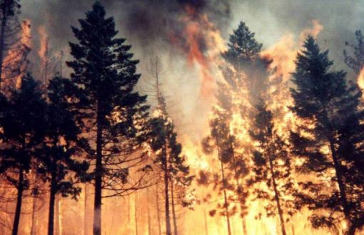 Ekoloji Birliği Orman Yangınlarına Karşı Uyardı