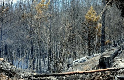 10 Yılda 83 bin 557 Futbol Sahası Kadar Orman Yandı