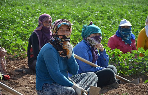 Tarım İşçisi Kadınların 40 Derece Sıcakta 10 Saatlik Mesaisi - FOTO/VİDEO
