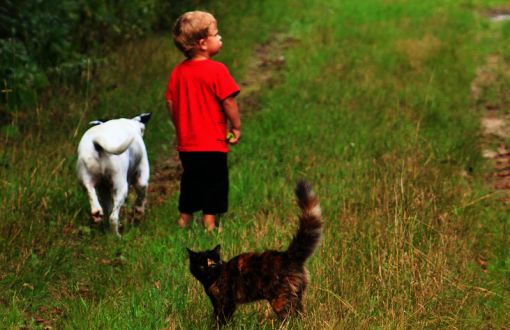Bir Olay, Üç Mağdur: Kedi, Köpek ve Çocuk