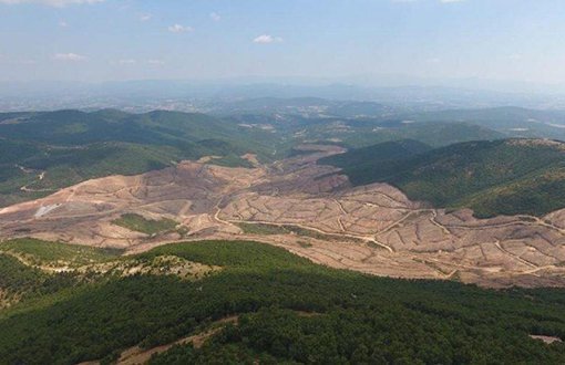 Thousands of Trees Cut in Mount Ida for Gold Mine, People on the Watch