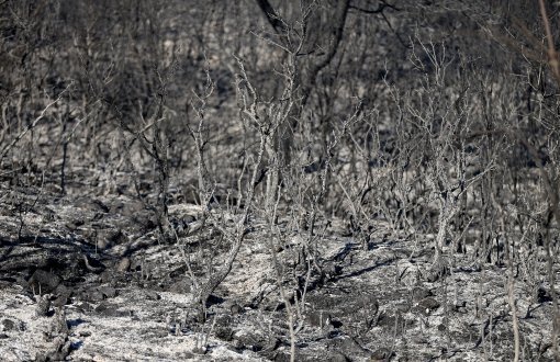 Eighty-Hectare Forest Land Razed in Bodrum, Manavgat Fires