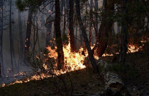 Eskişehir'de Ormanlık Alanda Yangın
